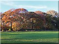 Autumn colours, Millfield Wood