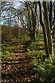 Teesdale Way rising through Great Wood