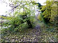 Leafy path, Camphill