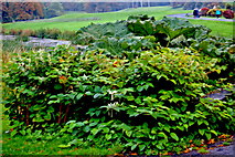 L9884 : Westport House Grounds - Plants at North End of Bridge to Westport House by Joseph Mischyshyn