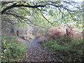 Track junction in Maltby Wood