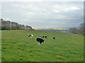 Cattle with a view