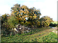 Rubble by the bridleway