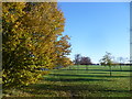 Autumn on Winns Common