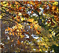 SU5869 : English Oak leaves, late autumn, Bucklebury Common, Berkshire by Edmund Shaw