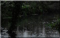 SU6373 : Rain on the River Pang, near Tidmarsh, Berkshire by Edmund Shaw