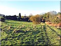 Pasture between Newburn Road and Walbottle Dene