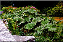 L9884 : Westport House Grounds - Plants with Huge Leaves by Joseph Mischyshyn