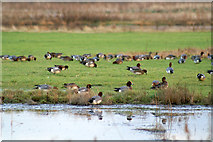 NT3573 : Wigeon (Anas penelope), Musselburgh lagoons by Mike Pennington