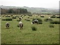 NY0733 : Sheep grazing east of Fox House Farm by Graham Robson