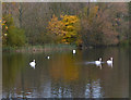 Swans on Meadow Pool