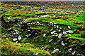 F6307 : Achill Island - Deserted Village - Drainage Ditch, Cottage Ruins, Heathers & Scrub by Joseph Mischyshyn