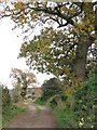 Oak trees beside Back Lane, Ringland