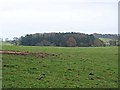 NZ1679 : Field and copse near Broadlaw Farm by Oliver Dixon