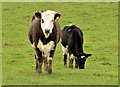 J4571 : Cattle, Unicarval, Comber by Albert Bridge