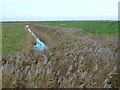 TF8343 : Bank on the salt marsh, Burnham Norton by Richard Humphrey