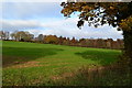 Tree shadows in field between Medstead and Bighton