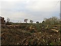 Felled woodland, Muirhouse