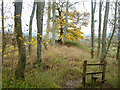 Northern edge of Queen Elizabeth II Country Park