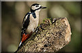 ST0271 : Great Spotted Woodpecker by Mick Lobb