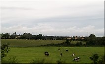 O0496 : Dairy herd on land west of the M1 by Eric Jones