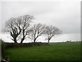 Hedge and trees near Little Broughton