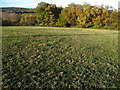 Woodland strip west of Miners Road - the B5102