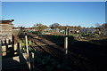 Albert Cottage Allotments