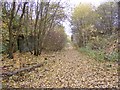 Leafy Railway Path