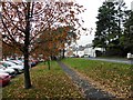 Fallen leaves, Omagh