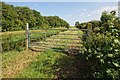 Footpath near North Kyme