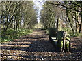 The Transpennine Trail east of Silkstone Common