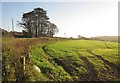 Field west of St Germans