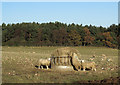 Sheep feeding on field