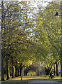 Tree tunnel