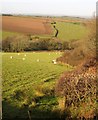 Sheep near St Winnolls