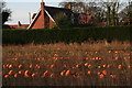 Golden light, golden pumpkins: corner of Marsh Lane