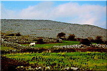 M3110 : Burren - Abbey Hill (293.8), Livestock in Field below surrounded by Stone Walls by Joseph Mischyshyn
