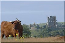 SY9582 : Corfe Castle by Peter Elsdon
