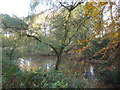 Pond in woodland north of Brampton station