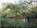 Pond in woodland north of Brampton station (2)