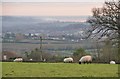 East Devon : Sheep & Countryside