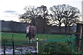 East Devon : Grassy Field & Horse