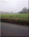 Peacocks on Church Land Trust Field