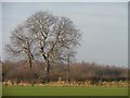SE4332 : A pair of winter trees, east of Warren Farm by Christine Johnstone