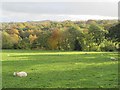 The valley of Cockshaw Burn south of Shaws Lane