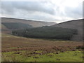 SO2329 : Shrunken Mynydd Du Forest in the upper Grwyne Fawr valley by Jeremy Bolwell
