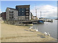 Swans on Littlehampton Waterfront (I)