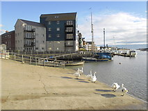 TQ0201 : Swans on Littlehampton Waterfront (I) by Basher Eyre