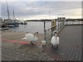 Swans on Littlehampton Waterfront (IV)